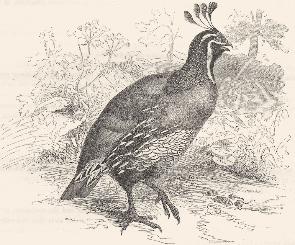 GALLINACEOUS PARTRIDGE. Californian c1870 old antique vintage print picture